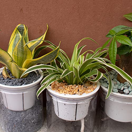 3Lb Coarse Sand Stone-Succulents And Cactus Bonsai Diy Projects Rocks,Decorative Gravel For Plants And Vases Fillers,Terrarium,Fairy Gardening,Natural Stone Top Dressing For Potted Plants (2Mm-4Mm) #TOP5