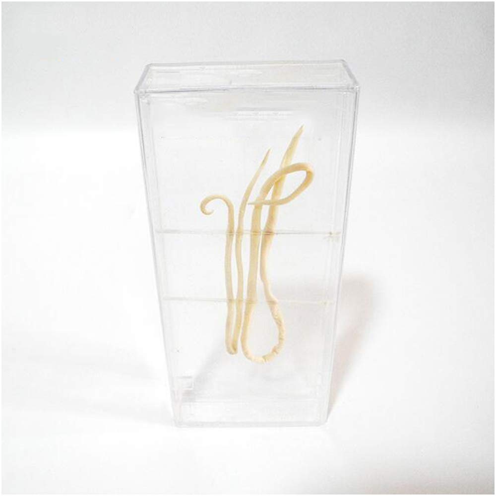 Sjdopulse A Scaris Embedded Specimens - Teaching Resources Nimal Embedded Specimen - Real Resin Scaris Specimens Model - For Nimal Natomy Teaching Instrument Biological Model (A)