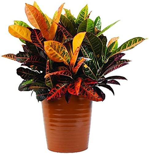 Plantec JS STOCKS Live Black Croton Mammy Plant With Pot-Indoor/Outdoor Plant, Green (JS/Sto/pla/37)