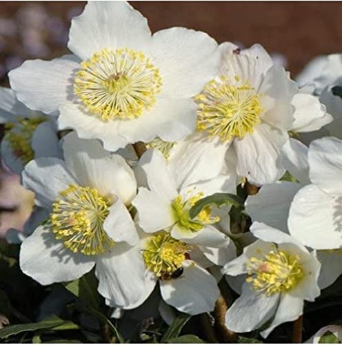 Helleborus Niger 'Christmas Carol' (Pot, 9cm)