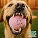 Pooch Paddle Dog Ball Launcher with 3 Balls - Long-Distance Ball Thrower for Dogs with Ergonomic Grip & 3 Durable Balls – Hands-Free Pickup, Slobber-Free Play for Park, Beach & Backyard
