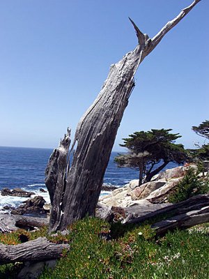 Long Lost Monterey Cypress Fine Art Photo California By Michael Verlangieri