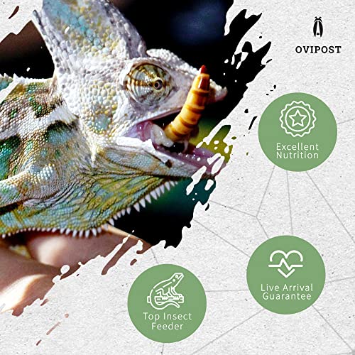 OVIPOST Live Superworms | 250 Count | Superworms Live for Reptiles, Large Bulk Arrival of Morio Super Worms Live Feed for Bearded Dragon, Lizard, Fish and Pet Food, 2 Inches Long - Image 5