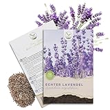 900x Semi di lavanda ad alto tasso di germinazione - Versatile pianta medicinale e ideale per api e farfalle (incl. eBook GRATUITO)