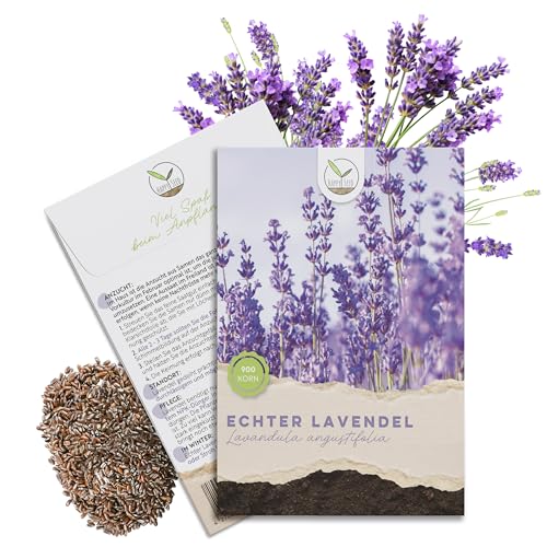 900x Semi di lavanda ad alto tasso di germinazione - Versatile pianta medicinale e ideale per api e farfalle (incl. eBook GRATUITO)