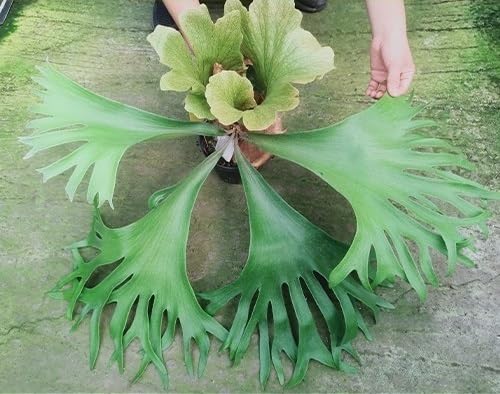 Amazon.co.jp: P.Bicocobi(P.bifurcatum × P.coronarium)② 在庫 Amazon.co.jp: P.Bicocobi(P.bifurcatum × P.coronarium)② 在庫