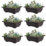 El paquete incluye: 6 macetas + 6 bandejas. Ten en cuenta que las plantas y decoraciones no están incluidas.