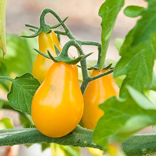 OL Seed Pear Shaped Yellow Tomato Seeds (Pack of 40 ) (B07F8Z4LJX) Amazon Price History, Amazon Price Tracker