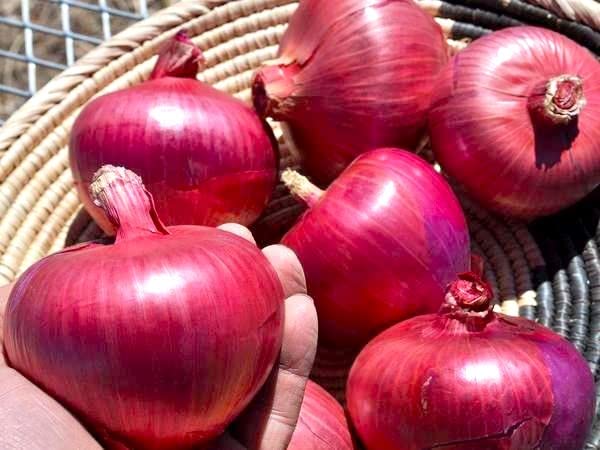 Miniatura 2 de Cebolla italiana grande Ramata di Milano Rossa Alrededor de 300 semillas