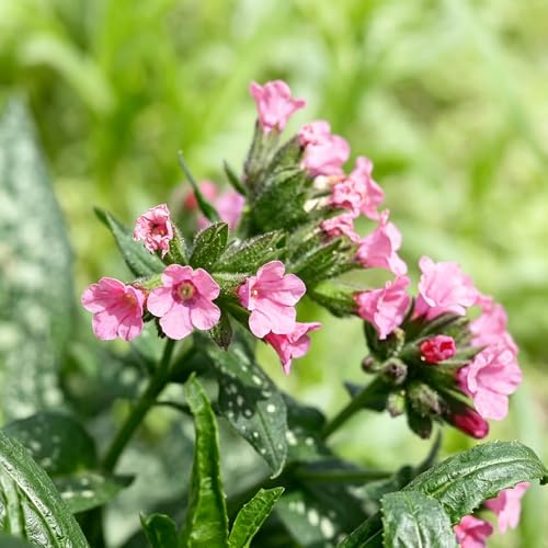 pulmonaria semillas de exóticas comprar semillas de interior exóticas invernaderos balcón reverdecimiento 1000pcs