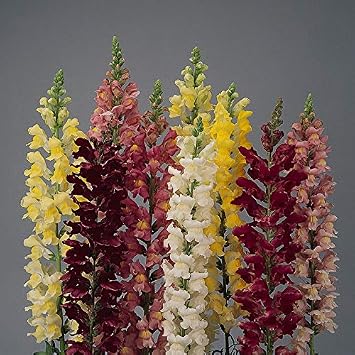 Park Seed Snap Dragon Flower Plant Seeds Rocket Hybrid Mix with Tall, Densely Packed Spikes in Full Color Range, Fragrant Cool-Season Blooms for Borders and Cutting Gardens, Pack of 100
