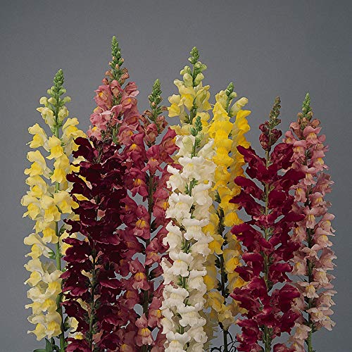 Park Seed Snap Dragon Flower Plant Seeds – Rocket Hybrid Mix