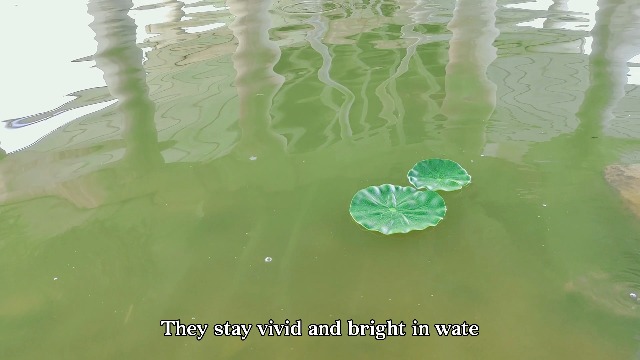 HOMSFOU Lot De 8 Fleurs De Lotus Flottantes Artificielles Avec Nénuphar