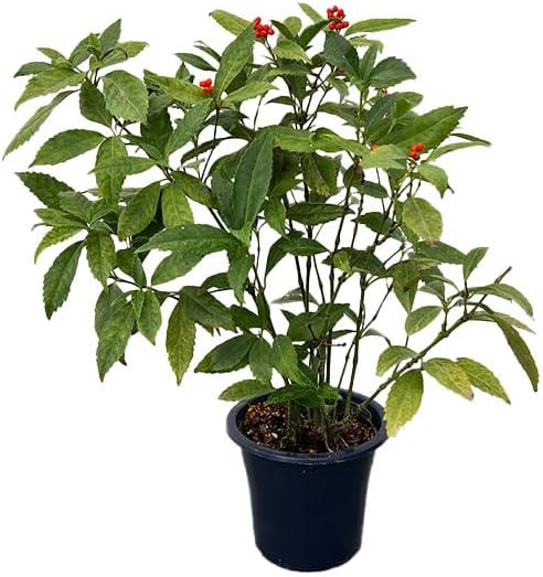 節約 千両（センリョウ）：斑入り千両・越の富輝5号鉢植え[美しい散り