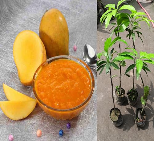 Image of Fast-Growing Raspuri Mango Plant Fruit After 1-2 Years (Grafted Plant, 2-3 Feet Height) - Delicious Variety For All Climates Hybrid 1 Healthy Live Plant PB 40