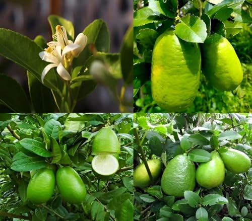 Image of All-Time12 Months Hybrid Grafted Guti Kolom Live Fruit Plant Original & Authentic Organic for Outdoor Fast-Growing Fruit Plant Home Pack Of-1 (Gandharaj Lemon Plant Pack of -2, Medium)