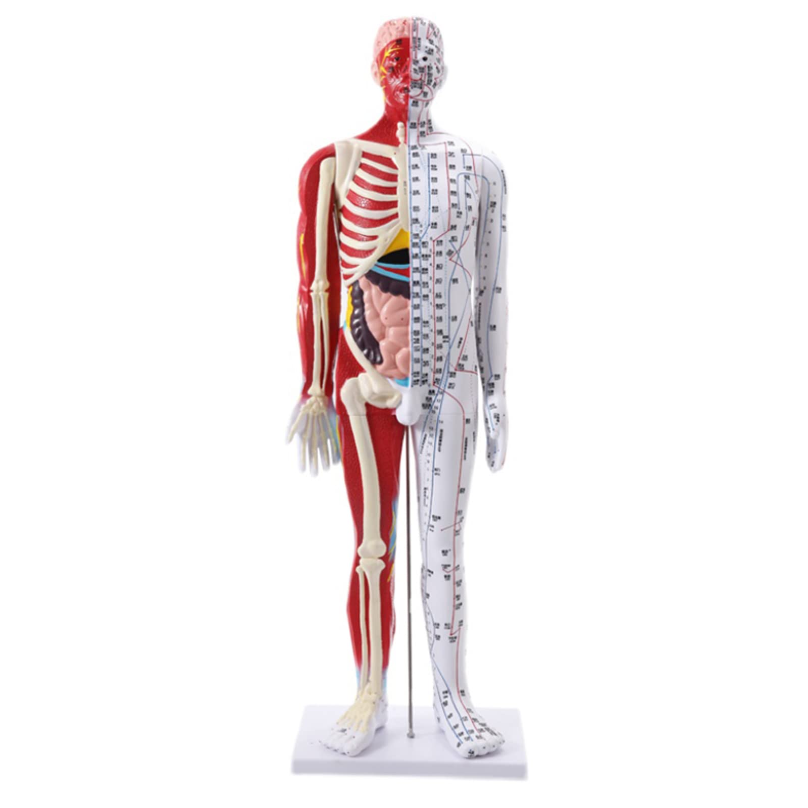 Buy Human Meridians Body Acupuncture Point Model - Male Acupuncture ...