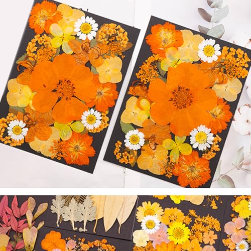 Flores secas prensadas para manualidades de resina miniatura 6