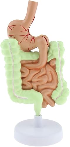 Miniatura 7 de Modelo de Patología Gastrointestinal Humana Modelo Coronal Gástrico del Tracto Digestivo para Estudiantes Escolares Aprendizaje
