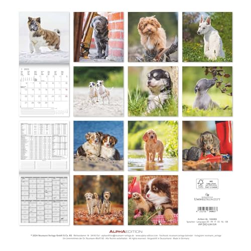 Alpha Edition - Welpen 2025 Broschürenkalender, 30x30cm, Wandkalender mit Platz für Notizen und Termine, schöne Motive von süßen Welpen, Monatsübersicht und Ferientermine DE/AT/CH