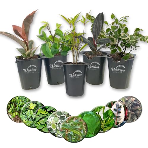 Ficus Tree Variety 5-Pack - Live Starter Plants in 2 Inch Pots - Growers Choice Various Varieties Stunning Easy Care Interior Houseplant
