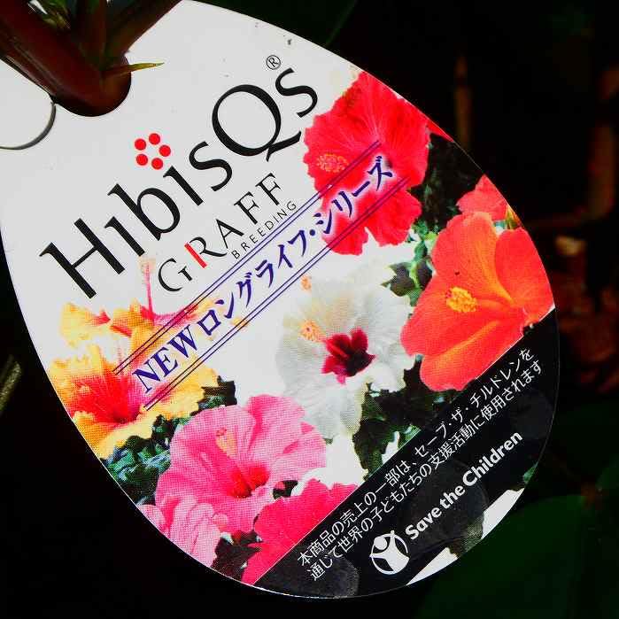 Amazon.co.jp: ハイビスカス 一重咲き 2色寄せ植え ニューロング