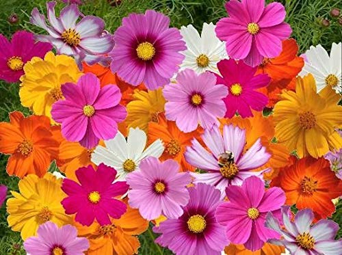 See full amazon price history chart for Golden Hills Farm® (AVG 100-500) seeds Cosmos Flower Seeds (Multicolour, Small) - Pack Golden Hills Farm® (AVG 100-500) seeds Cosmos Flower Seeds (Multicolour, Small) - Pack (B093R2XMM2) Amazon Price History, Amazon Price Tracker