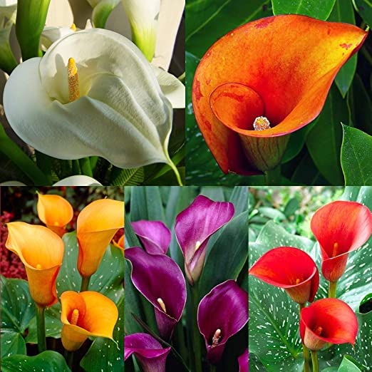 Zantedeschia Lily/Calla Lily Flower Bulbs Pack of 10 (Multicolor) Best Nursery Bulbs For Your Garden By ANGIOOUTLETS-image-32