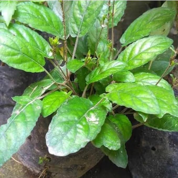 Daun Gempur Batu - Ruellia Napifera Zoll. & Moritzi Dried Leaf (600 gram)