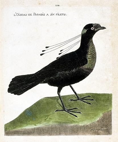 Pinturas famosas en lienzo: Ave del paraíso de Francois Nicolas Maritinet 60x90cm 1