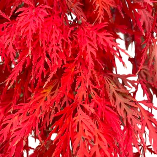 Orangeola Japanese Maple Tree – Live Ornamental Japanese Maple Trees