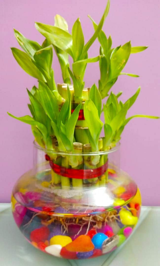 Green Homes 2 Layer Lucky Bamboo Plant with Glass Pot and One Colorful Pebbles Packet (B08M1YMFGG) Amazon Price History, Amazon Price Tracker