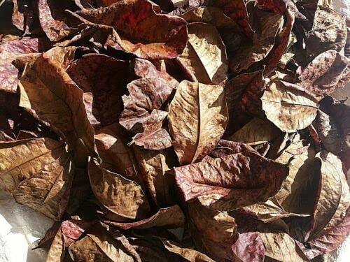 Retail Charms, Indian Almond Leaves - 12 Leaves Aquarium Fish Food Natural Dried Leaves for All Life Stages (B0BYDQX8BW) Amazon Price History, Amazon Price Tracker