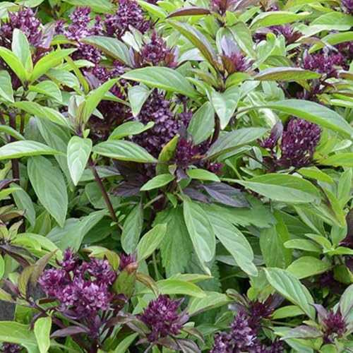 Thai Basil Seeds - 130 Fresh Thai Basil Siam Queen Herb Seeds – Plant and Grow Your Own Herbs in Greenhouse, Garden, Polytunnel, Growbags, Pots or Containers by Meldon Seeds UK