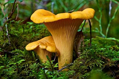 Miniatura 3 de Champiñones Rebozuelo Dorado (Cantharellus cibarius) Esporas de micelio Spawn Secado Orgánico