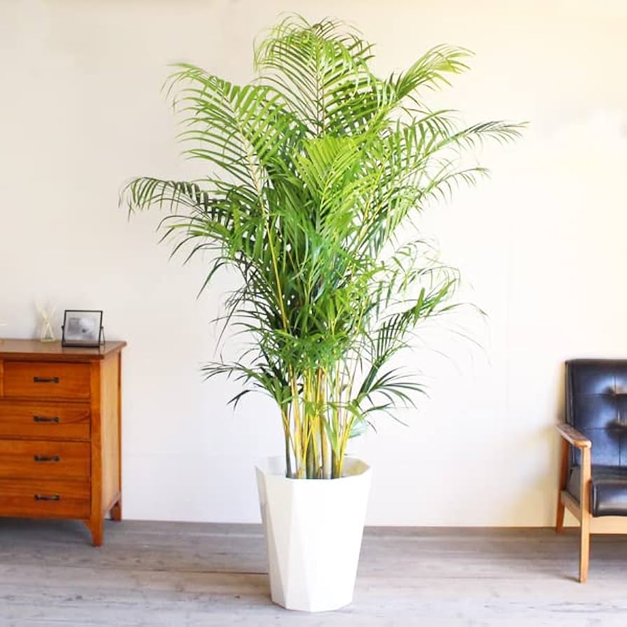 アレカヤシ 優雅なヤシの木 観葉植物 10号 大鉢 観葉植物 インテリア 大型 オシャレ 大きい 尺鉢 大サイズ 本物