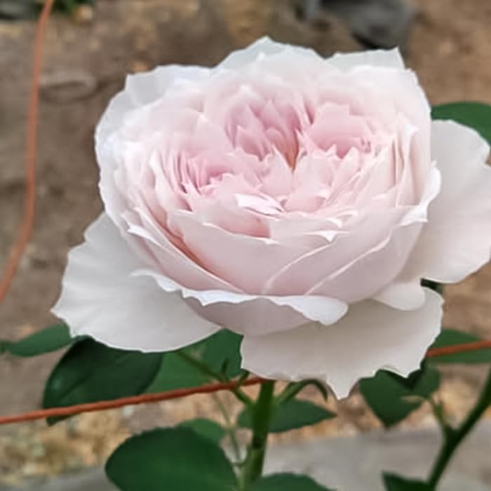 Amazon.co.jp: 予約 バラ苗 バラ新苗 トイプー 契約品種 薔薇 ばら