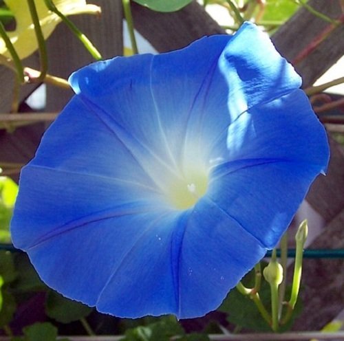 35+ SEEDS- Low maintenance Heavenly Blue Morning Glory Seeds- Grow & Bloom Year Round. (B01LK2KS08) Amazon Price History, Amazon Price Tracker