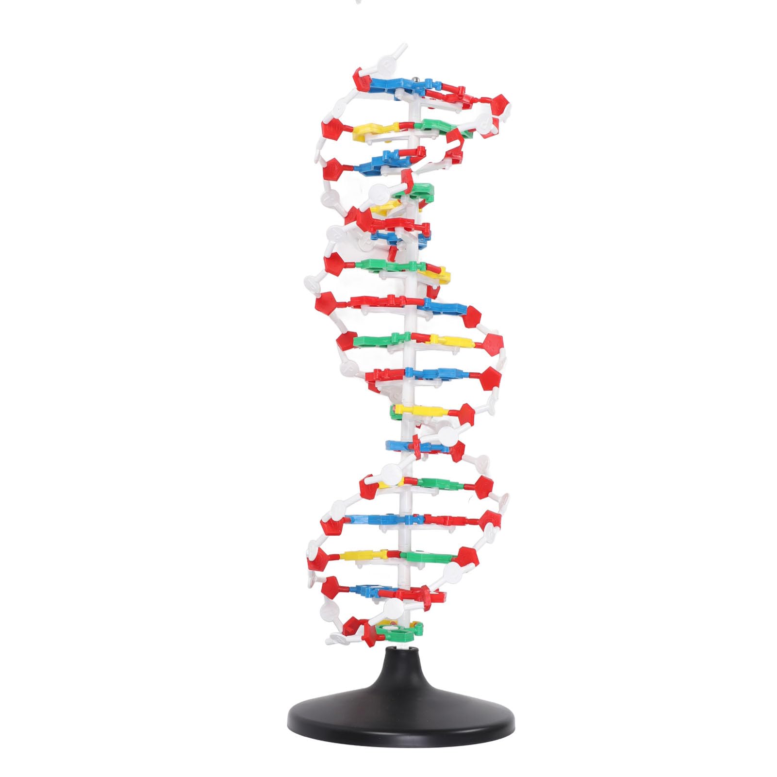 Amazon.co.jp: DNA二重らせんモデル、DNA構造モデル : おもちゃ