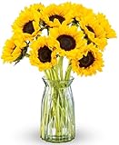Benchmark Bouquets - 10 Stem Sunflowers (Glass Vase Included) - Fresh Flowers for Next Day Delivery - Gift for Birthday, Anniversary, Sympathy, Get Well, Congratulations, Valentine's Day