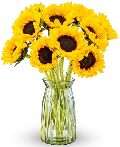 Benchmark Bouquets - Sunflower Bouquet - Fresh Flowers for Delivery - Real Flowers in a Vase - Floral Arrangements Gift Set - Birthday Flowers for Women - Glass Vase Included (10 Stems)