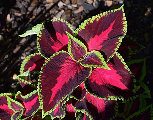 NIKA SEEDS - Seeds Flowers Coleus Indoor Mix - 100 Seeds - Thumbnail 7