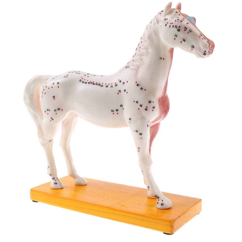 Kit de Modelo de acupuntura Animal, Modelo de exhibición Educativo para Perros/Caballos para Escuela/clínica de Veterinaria