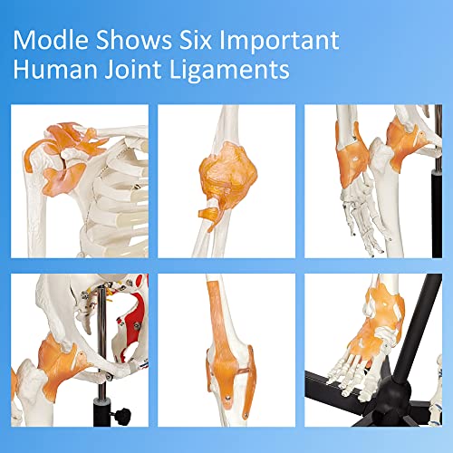 Image of 2026 New Human Skeleton Model, Medical Anatomical Life Size Skeleton Replica with Spinal Nerves, Muscle Insertion and Origin Points,Joint Ligaments,Includes Rolling Stand,for Doctors, Students