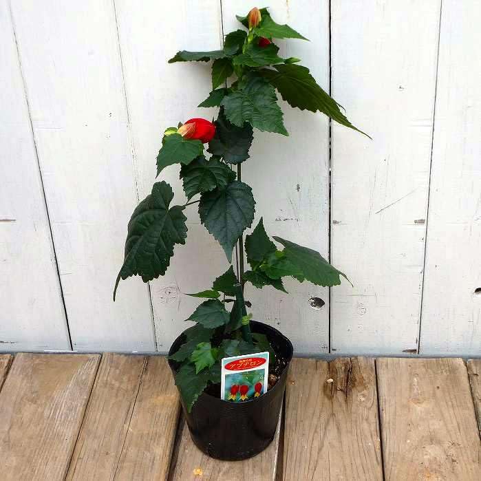 Amazon.co.jp: アブチロン チロリアンランプ 苗 3.5号 赤と黄色 250516