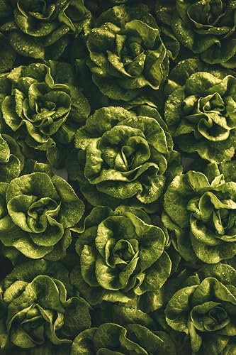 Sachet de graines de Chicorée sauvage améliorée blonde - Sachet de 3 grammes - Graines de style