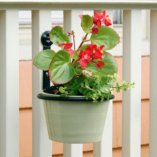 BestNest Achla Wall Mounted Flower Pot Holders, 6" Dia., Pack of 6 | Wrought Iron Wall-Mount Plant Rings for 6" Pots | Black Outdoor/Indoor Decorative Planter Holders for Vertical Gardening