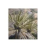 Seeds & Plants Shop by Ipsa