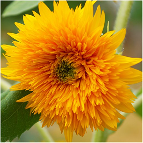 Seed-Needs-Bulk-Package-of-1000-Seeds-Sunflower-Crazy-Mixture-15-Varieties-Helianthus-annuus-Non-GMO Seed-Needs-Bulk-Package-of-1000-Seeds-Sunflower-Crazy-Mixture-15-Varieties-Helianthus-annuus-Non-GMO