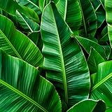 Vivaio di Castelletto